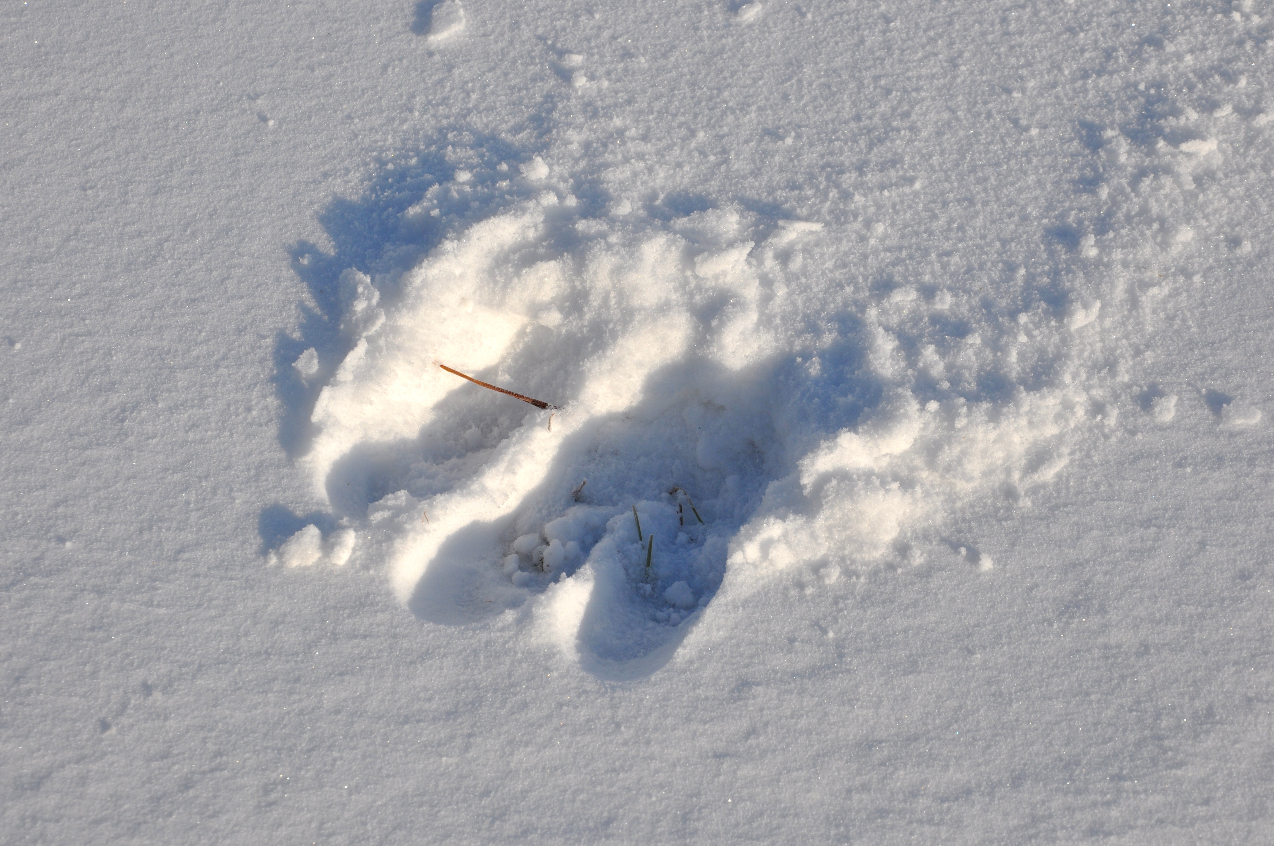Moose Tracks In Snow
